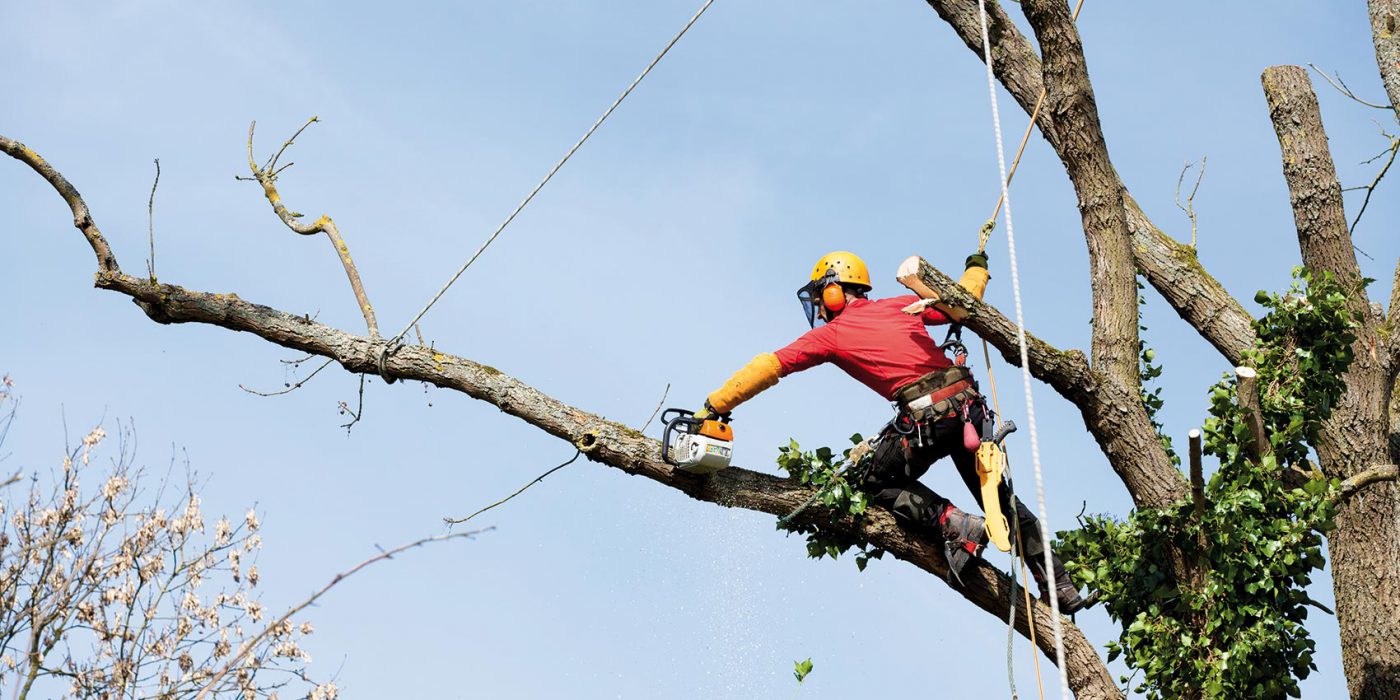 Abattage et étêtage d'arbres